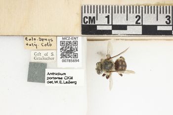 Media type: image;   Entomology 785694 Aspect: Labels